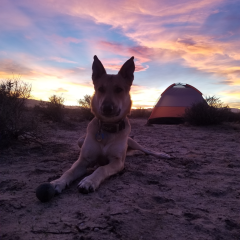 Tent Camping