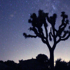 Joshua Tree Star Gazing