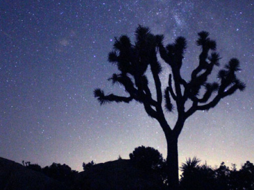 Joshua Tree Star Gazing
