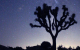 Joshua Tree Star Gazing