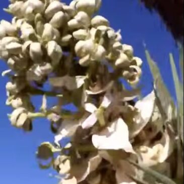 Joshua Tree Bloom