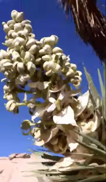 Joshua Tree Bloom