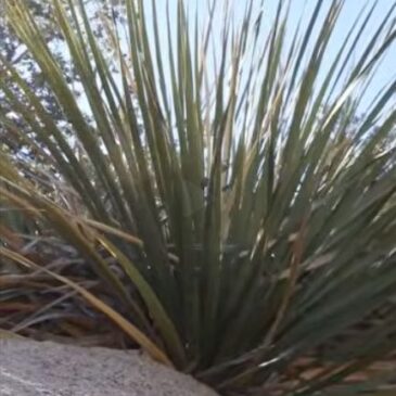 Parry's Nolina - Joshua Tree National Park