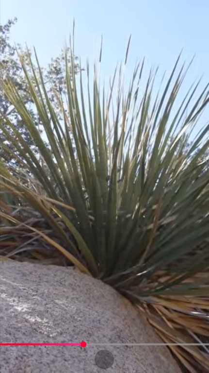 Parry's Nolina - Joshua Tree National Park